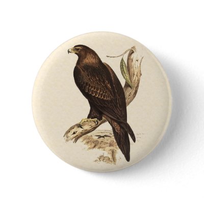 Australian Wedge Tailed Eagle. Huge Bird of Prey. Pinback Buttons by realaussie