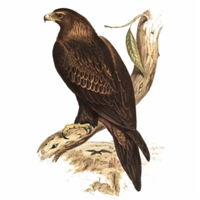 Australian Wedge Tailed Eagle. Huge Bird of Prey. Cut Out by realaussie