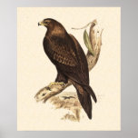 Australian Wedge Tailed Eagle. Huge Bird of Prey. posters