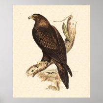 Australian Wedge Tailed Eagle. Huge Bird of Prey. Print