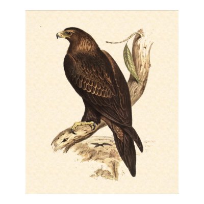 Australian Wedge Tailed Eagle. Huge Bird of Prey. Print by realaussie