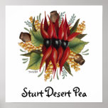 Australian Wildflowers - Sturt Desert Pea Posters