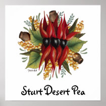 Australian Wildflowers - Sturt Desert Pea Posters