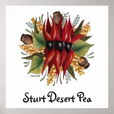 Australian Wildflowers - Sturt Desert Pea Posters by ArtbyJean