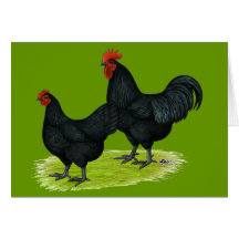Australorp Black Chickens Greeting Cards