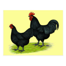 Australorp Black Chickens Post Cards