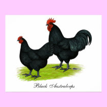 Australorp Black Chickens posters