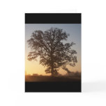 Autmn Tree At Dawn Cards