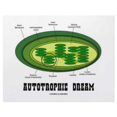 Autotrophic Dream (Biology Humor Food For Thought) Letterhead Template by wordsunwords