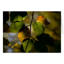 Autum Beech Foilage Note Card