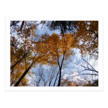 Autum Colors and Sky Postcard