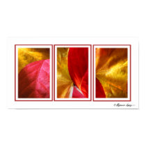 Autum Leaves posters