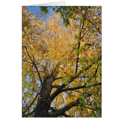 Autum Tree Greeting Cards by deegolden