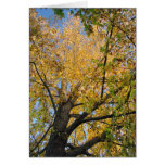 Autum Tree cards