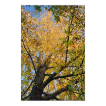 Autum Tree posters