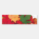 autumn (15) bumper stickers
