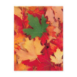 autumn (15) postcard