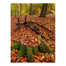 Autumn (1) posters by MDB_ Autumn (1) posters