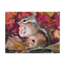 Autumn and chipmunk (photo) postcards