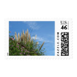 Autumn and pampas grass and blue sky postage
