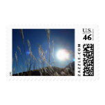 Autumn and pampas grass and blue sky stamp