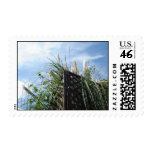 Autumn and pampas grass and blue sky (You can cust postage