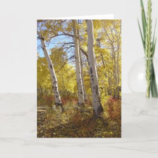 Autumn Aspen All Occasion Greeting