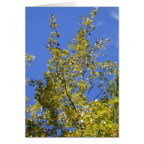 Autumn Aspen Leaves II card