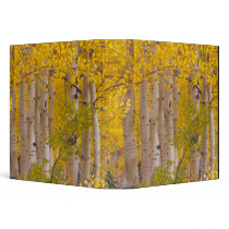 Autumn aspens in Kebler Pass in Colorado. Binders