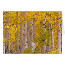 Autumn aspens in Kebler Pass in Colorado. Cards