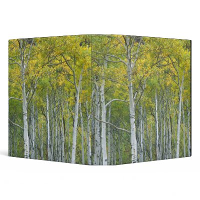 Autumn aspens in McClure pass in Colorado. 3 Ring Binders by danitadelimont