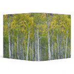 Autumn aspens in McClure pass in Colorado. binders