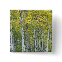 Autumn aspens in McClure pass in Colorado. Pin