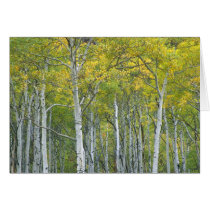 Autumn aspens in McClure pass in Colorado. Card