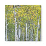 Autumn aspens in McClure pass in Colorado. Magnet