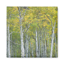 Autumn aspens in McClure pass in Colorado. Magnet