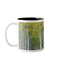 Autumn aspens in McClure pass in Colorado. Mug