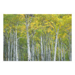 Autumn aspens in McClure pass in Colorado.