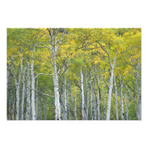 Autumn aspens in McClure pass in Colorado.