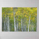 Autumn aspens in McClure pass in Colorado.