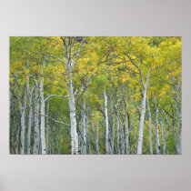 Autumn aspens in McClure pass in Colorado.