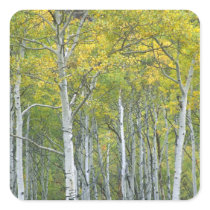 Autumn aspens in McClure pass in Colorado. Square Stickers