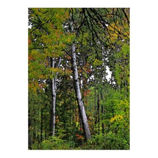 Autumn Aspens print