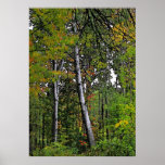 Autumn Aspens Posters