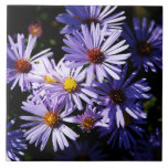 aster, asters, purple, flowers, floral, daisies,