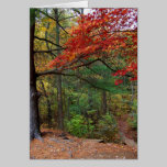 Autumn at Shark River Park cards
