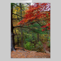 Autumn at Shark River Park cards