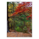Autumn at Shark River Park cards