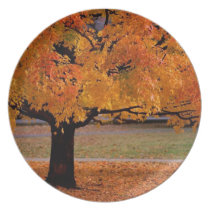 Autumn Beauty Party Plates
