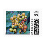 Autumn Berries in Rain Postage Stamps
